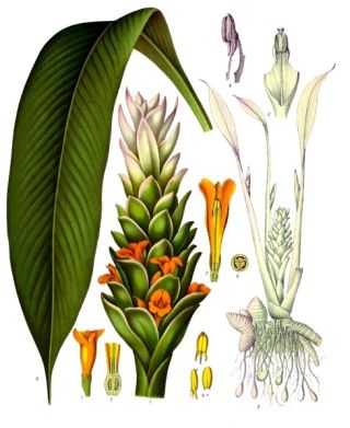 Kurkumovník dlhý (Curcuma longa)